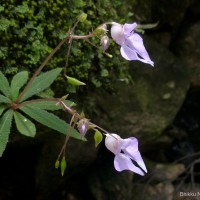 Impatiens thwaitesii Hook.f. ex Grey-Wilson